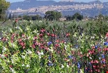 Giardino delle salvie